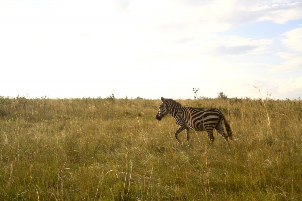 Zebra - Afrolems Nigerian Food Blog